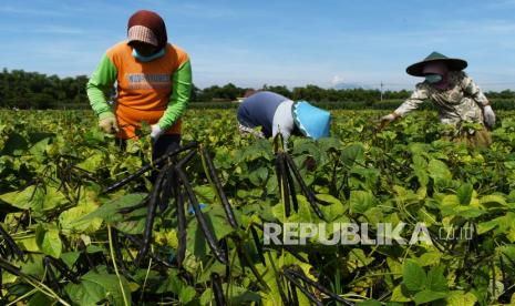 Buruh tani memanen kacang hijau di Desa Ngale, Pilangkenceng, Kabupaten Madiun, Jawa Timur, Rabu (15/9/2021). Kacang hijau hasil panen tersebut dijual kepada tengkulak dengan harga Rp16 ribu per kilogram.