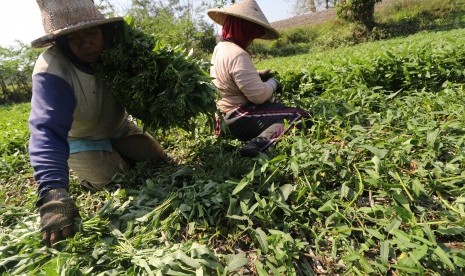 Buruh tani memanen kangkung di area persawahan Desa Baye, Kediri, Jawa Timur, Senin (7/8).