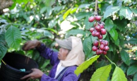  Buruh tani memanen kopi. (ilustrasi)