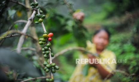 Buruh tani memanen kopi Gunung Puntang di Pegunungan Malabar, Kabupaten Bandung, Jawa Barat, Ahad (15/3/2020). Pada pameran kopi terbesar di Amerika Serikat, yaitu Specialty Coffee Expo (SCE) 2022 di Boston, kopi Indonesia berhasil meraup potensi transaksi sebesar 19,5 juta dolar AS atau sebesar Rp 283 miliar.