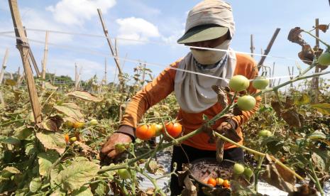 Buruh tani memanen tomat di area persawahan Desa Nambaan, Kediri, Jawa Timur, Senin (7/9/2020). Harga tomat di tingkat petani dalam sebulan terakhir terus turun dari sebelumnya Rp2.500 per kilogram menjadi hanya Rp400 per kilogram, sedangkan dari perhitungan petani harga jual tomat agar bisa mendapatkan balik modal adalah minimal Rp1.000 per kilogramnya.