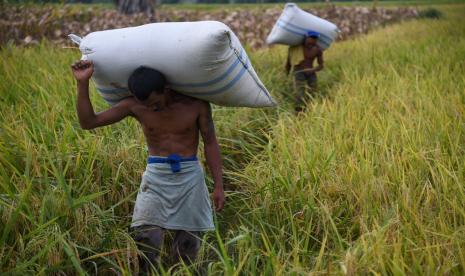 Buruh tani memanggul karung yang berisi padi usai panen di Dusun Saiberas Sekata, Sunggal, Deli Serdang, Sumatra Utara, Jumat (7/10/2022). Bank Dunia menyoroti tiga hal yang bisa diperhatikan Indonesia untuk mendorong ketahanan ekonomi Indonesia pada masa mendatang.