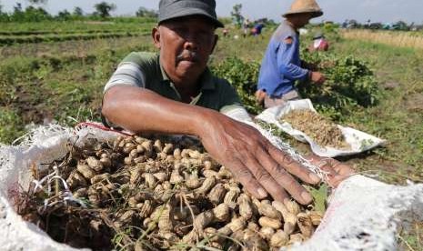 Buruh tani memasukan kacang tanah ke dalam karung usai dipanen.