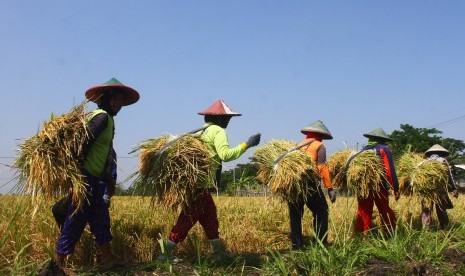 Buruh tani membawa padi saat musim panen terakhir tahun 2018 di Kasreman, Ngawi, Jawa Timur, Selasa (23/10/2018). 