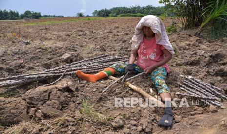 Buruh tani memotong batang pohon singkong yang hendak ditanam di kawasan Tanjung Morawa, Deli Serdang, Sumatera Utara.