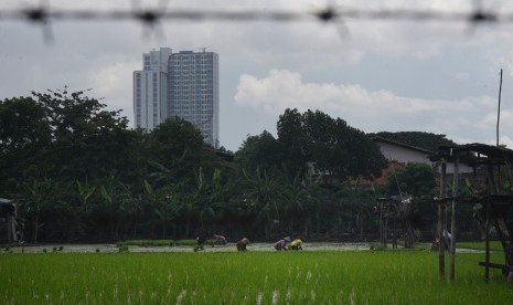 Buruh tani menanam bibit padi di area persawahan di Surabaya, Jawa Timur, Rabu (30/3). 