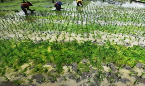 Buruh tani menanam bibit padi di area persawahan di Surabaya, Jawa Timur, Rabu (30/3). 