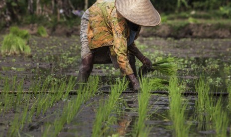 Buruh tani menanam bibit padi di lahan persawahan. ilustrasi