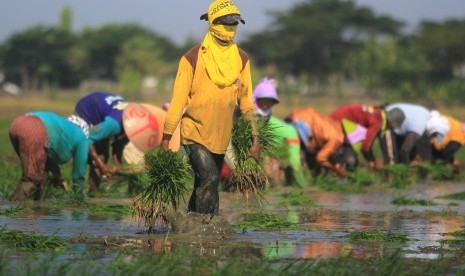 Buruh tani menanam padi di area sawah. ilustrasi