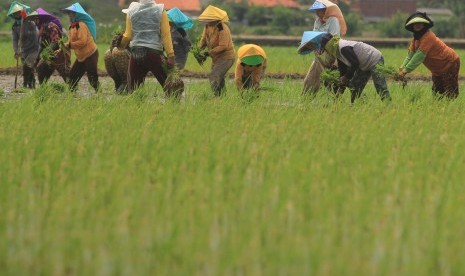 Buruh tani menanam padi.