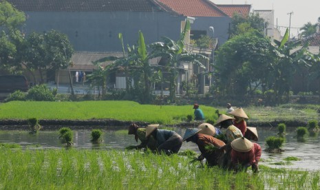 Buruh tani menanam padi di salah satu lahan pertanian (ilustrasi)