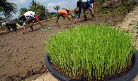 Buruh tani menanam padi organik varietas sintanur di Kampung Lakob, Cisayong, Tasikmalaya, Jawa Barat.