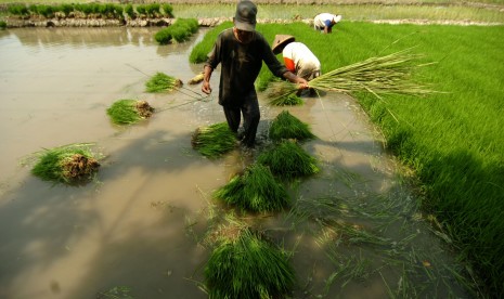 Buruh tani mengambil benih padi untuk ditanam di areal sawah Desa Pesarean, Kabuparen Tegal, Jawa Tengah.