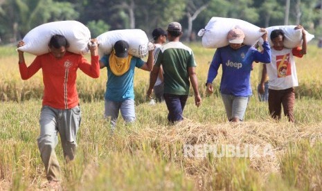 Buruh tani mengangkat gabah yang baru dipanen (ilustrasi).