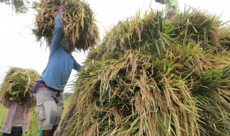 Produksi Beras Nasional: Buruh tani mengangkut padi ke dalam truk usai dipanen di area persawahan Desa Sekaran, Kediri, Jawa Timur.