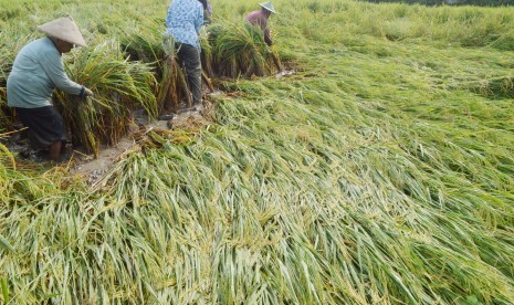 Buruh tani mengikat dan menegakkan tanaman padi yang roboh akibat diterjang angin di Desa Metesih, Kecamatan Jiwan, Kabupaten Madiun, Jawa Timur, Selasa (1/3).