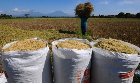 Buruh tani mengusung hasil panen padi di lahan pertanian Bendosari, Sawit, Boyolali, Jawa Tengah, Kamis (5/7). 