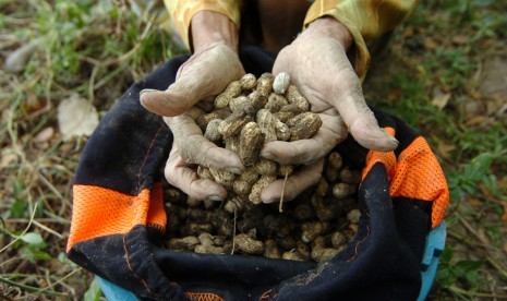 Buruh tani menunjukkan kacang tanah usai panen di areal persawahan Desa Harjosari, Kabupaten Tegal, Jawa Tengah, Kamis (20/6/2019). 