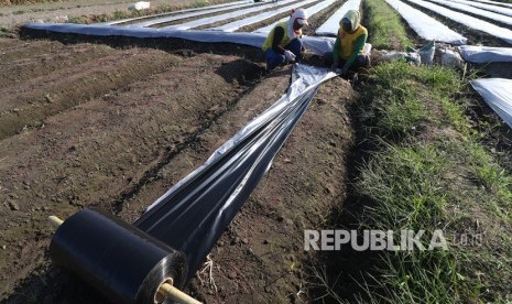 Buruh tani menutup tanah yang akan ditanami terong dengan plastik mulsa di area persawahan Desa Paron, Kediri, Jawa Timur, Rabu (17/7/2019).