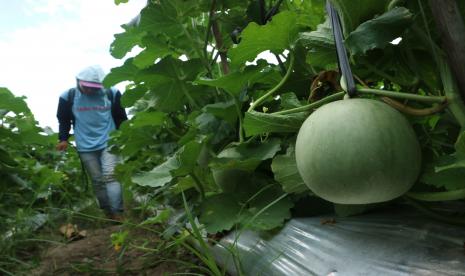 Buruh tani menyemprotkan herbisida pada tanaman buah melon di Dusun Jabon, Kabupaten Jombang, Jawa Timur, Kamis (22/9/2022). Penyemprotan herbisida tersebut untuk menekan laju perkembangbiakan gulma agar tidak mengganggu tanaman budidaya melon.