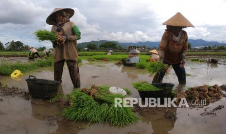 Buruh tani menyusun bibit padi untuk ditanam di lahan sawah (ilustrasi). Badan Pusat Statistik (BPS) melansir upah buruh tani pada November 2020 adalah Rp 55.848 per hari