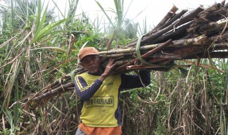 Buruh tebang mengangkut tebu yang dipanen di kawasan perkebunan Kepanjen, Malang, Jawa Timur. Asosiasi Petani Tebut Rakyat Indonesia (APTRI) menolak rencana pemerintah yang akan menerbitkan Peraturan Presiden (Perpres) tentang percepatan swasembada gula yang dicanangkan pemerintah pada 2025.