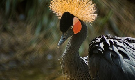 Burung asal Afrika, Crowned Crane