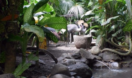 Burung-burung di Bali Bird Park.