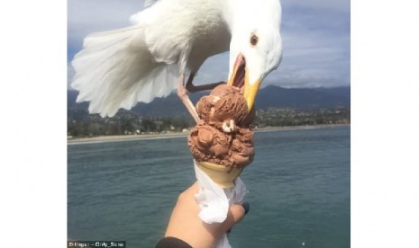 Burung Camar pencuri es krim turis. 