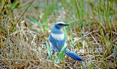 Burung Florida scrub-jay