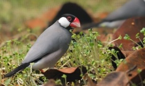 Burung Gelatik Jawa merupakan salah satu burung khas Indonesia yang kini terancam punah.