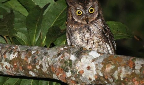 Burung Hantu Rinjani Scops.