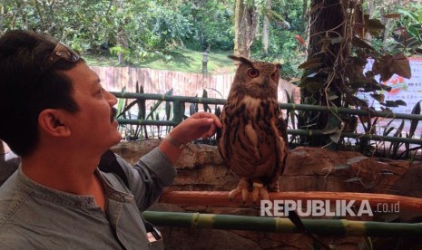 Burung Hantu (Strigiformes)