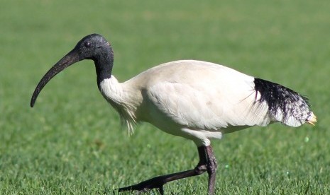 Burung Ibis