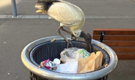 Burung ibis mengais makanan di keranjang sampah di Sydney. 