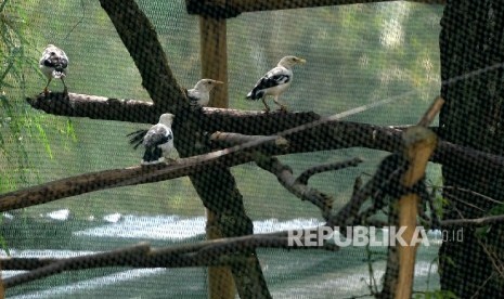 Burung (ilustrasi).