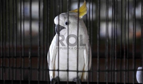 Burung Kakatua Jambul Kuning miik warga yang berada di Posko Save Kakatua Jambul Kuning di kantor kementrian lingkungan hidup dan kehutanan, Jakarta, Ahad (10/5). 