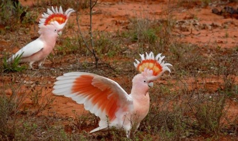 Burung Kakatua Mayor Mitchell berevolusi di Australia menjadi sangat pandai agar dapat bertahan hidup di lingkungan alam Australia yang sangat sulit. 