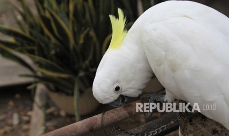 Burung Kakatua Putih Besar Jambul Kuning, salah satu jenis satwa yang dilindungi (ilustrasi)