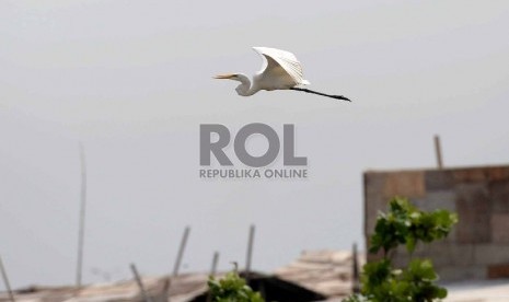 Burung Kuntul Besar (Egretta alba) saat mencari makan dari sisa-sisa sampah yang dibuang di Kali Angke, Kapuk, Jakarta Utara, Ahad (13/12). (Republika/Wihdan)