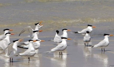 Burung Laut.