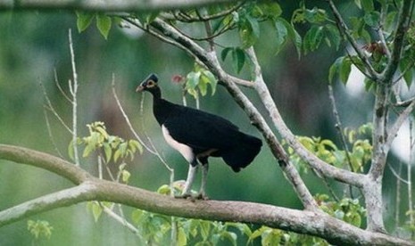 Burung Maleo Khas Sulawesi Barat