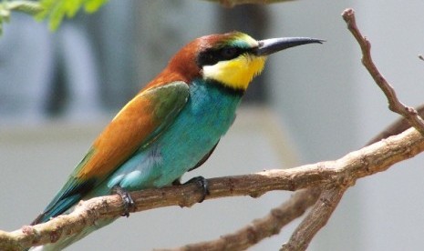 Burung Merops Apiaster