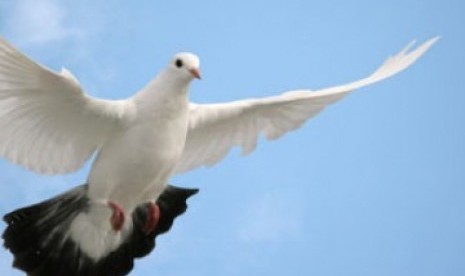 Burung merpati