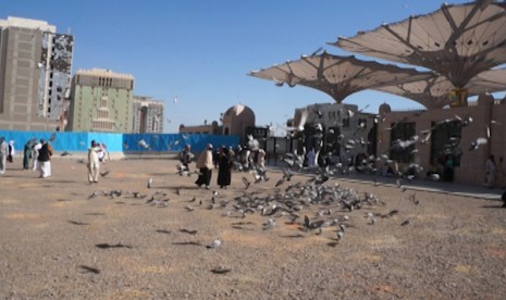 Burung Merpati di Masjid Nabawi, Madinah Al-Munawaroh