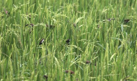 Burung Pipit (Lonchura leucogastroides) memakan padi di area persawahan Kelurahan Ketami, Kota Kediri, Jawa Timur, Ahad (23/1/2022). Petani padi daerah setempat mengeluhkan serangan hama burung pipit yang dapat mengakibatkan menurunnya hasil panen.