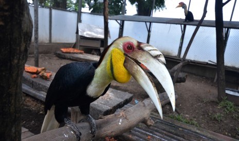 Burung Rangkong Sulawesi (Rhyticeros Cassidix) berada di penangkaran Mako Lantamal IV, Makassar, Sulawesi Selatan, Senin (6/2). 