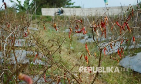 Cabai rawit yang sudah siap panen mengalami kekeringan di sebuah ladang cabai rawit, di Desa Mekarwangi, Kecamatan Lembang, Kabupaten Bandung Barat, Kamis (11/7).