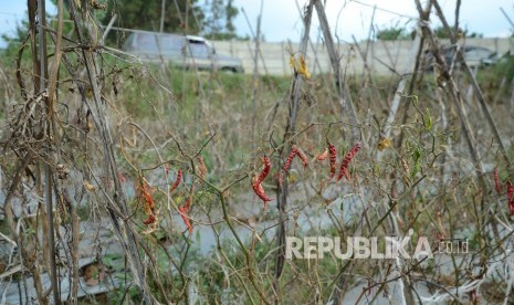 Cabai rawit yang sudah siap panen mengalami kekeringan di sebuah ladang cabai rawit, di Desa Mekarwangi, Kecamatan Lembang, Kabupaten Bandung Barat, Kamis (11/7).