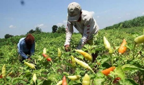 Cabai sebagai komoditas hortikultura